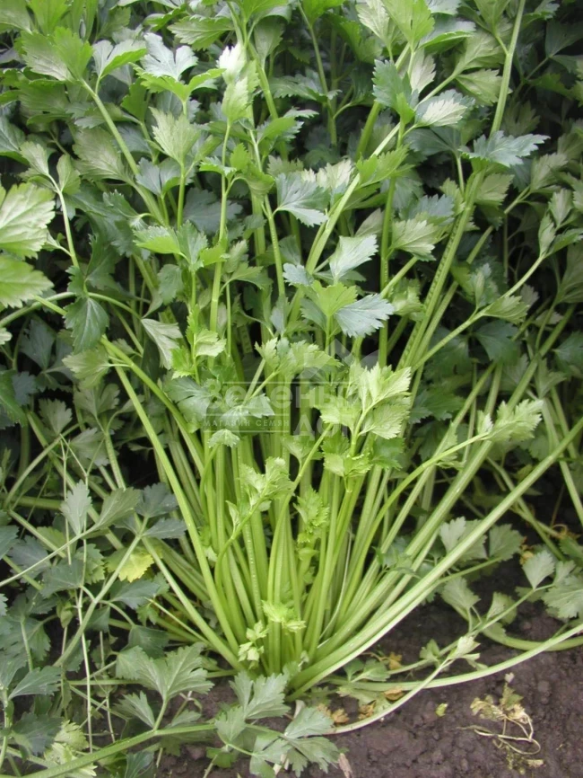 Эмни / Jemny,70-80 дней фото 1