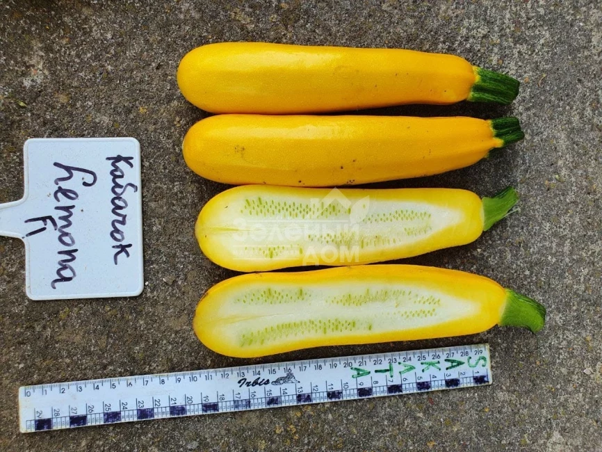 Лемона F1 / Lemona F1, 38-40 дней фото 4