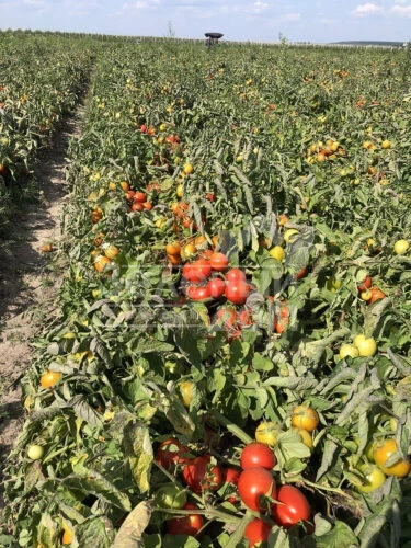 9969 F1 / 9969 F1, 105 дней фото 8