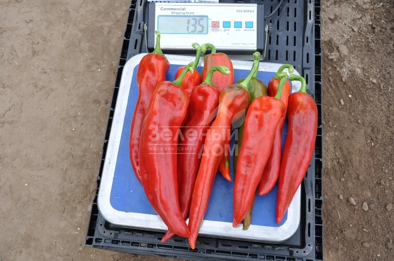 Тандер F1 / Thunder F1,70-75 дней фото 1