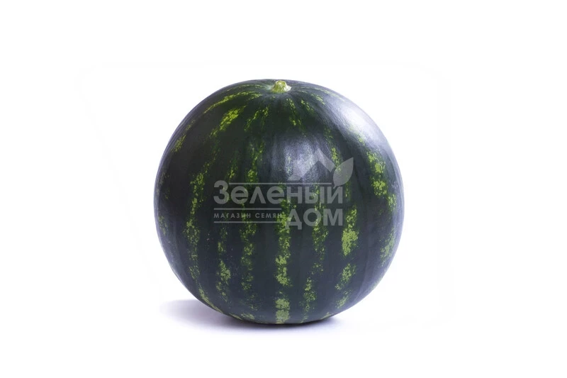 Лузитана F1 /  Lusitana F1, 55-58 дней фото 3