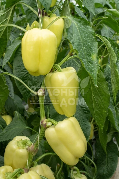 Бурабелла F1 / Burabella F1 фото 1