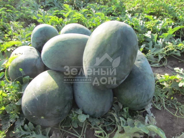 ЛС 1802 F1 / LS 1802 F1 фото 4