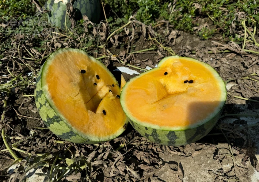 Сантиз F1 / Santiz F1, 55-60 дней фото 1