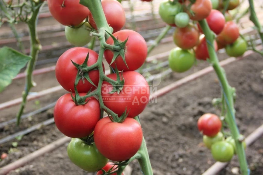 Пинки Спринтер F1 / Pinky Sprinter F1 фото 3