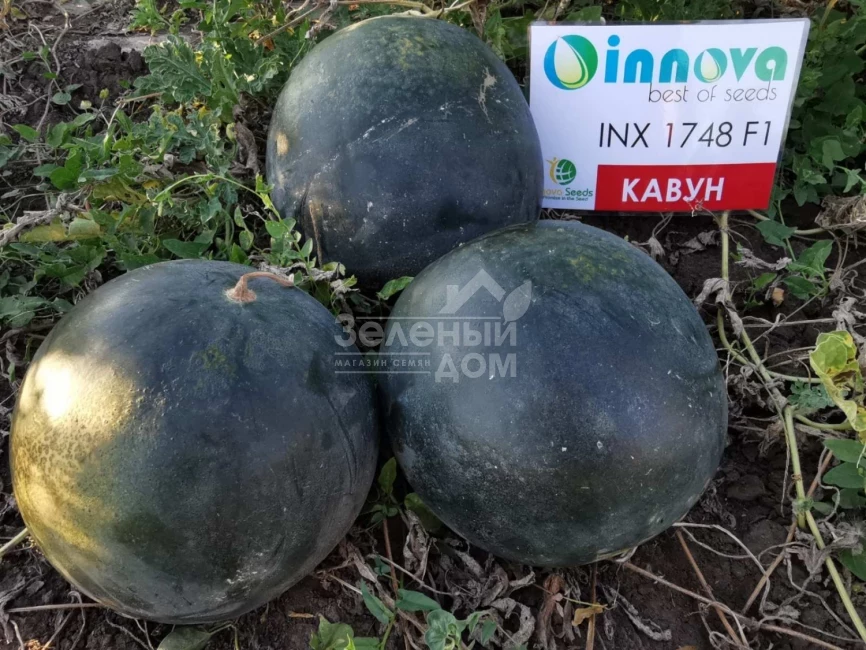 Блэки (INX 1748) F1 / Blacky (INX 1748) F1,62-63 дня фото 6