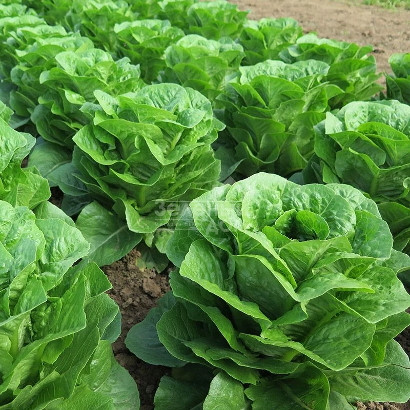 Типикал / Typical  фото 1