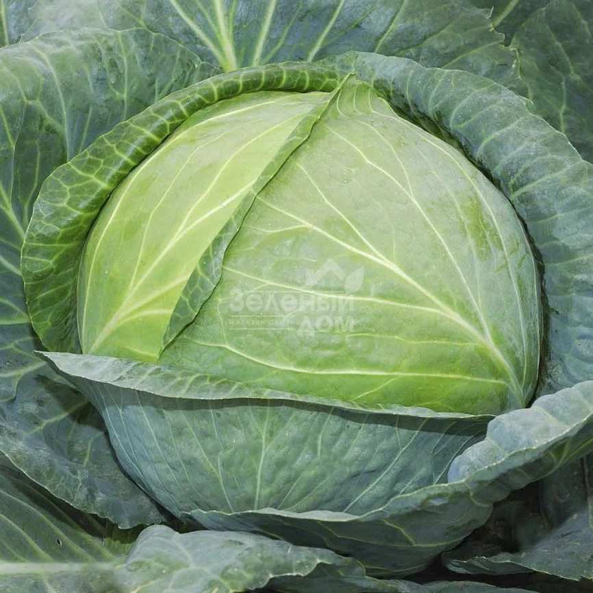 Одиссей F1 / Odissey F1 фото 1