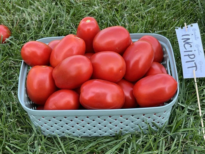 Инсипит F1 / Incipit F1 фото 2