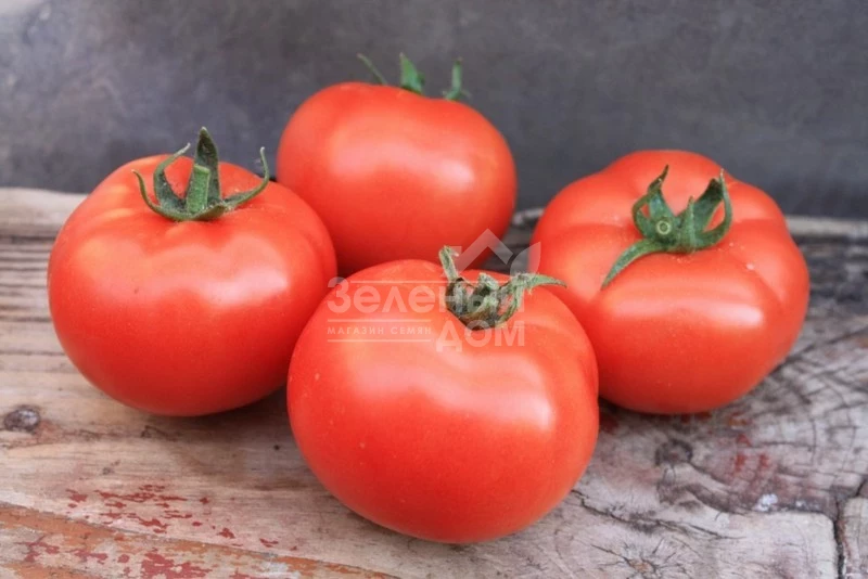 Монсан F1 / Monsan F1,85-100 дней фото 1