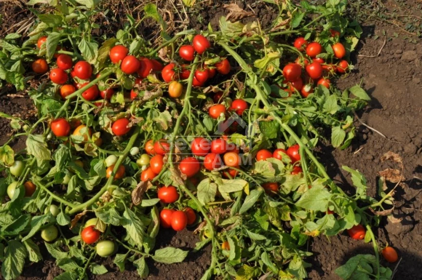 Мегрез (ЕЗ 1418) F1 / Megrez (EZ 1418) F1, 100-110 дней фото 2