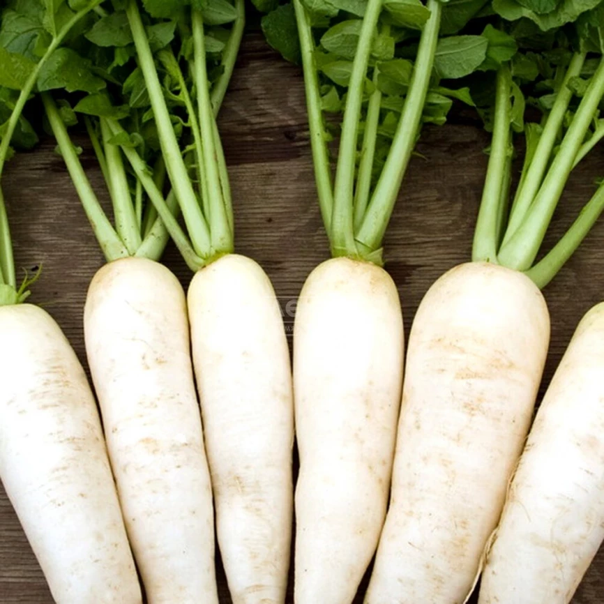 Вайт Фанг F1 / White Fang F1 фото 1