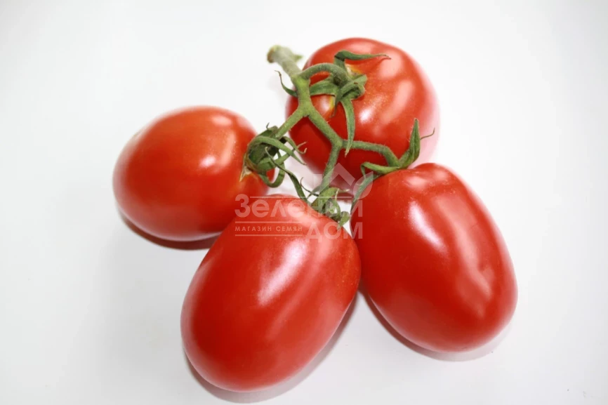 Фидель (INX 1592) F1 / Fidel (INX 1592) F1,90-95 дней фото 3