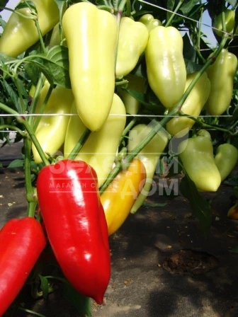 Шарон F1 / Sharon F1 фото 1