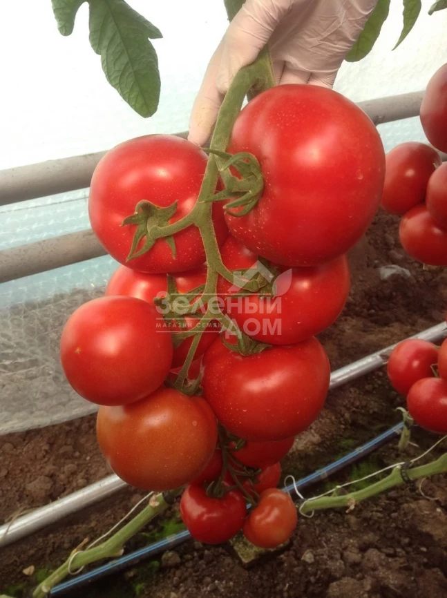 Зульфия F1 / Zulfia F1,105-115 дней фото 1