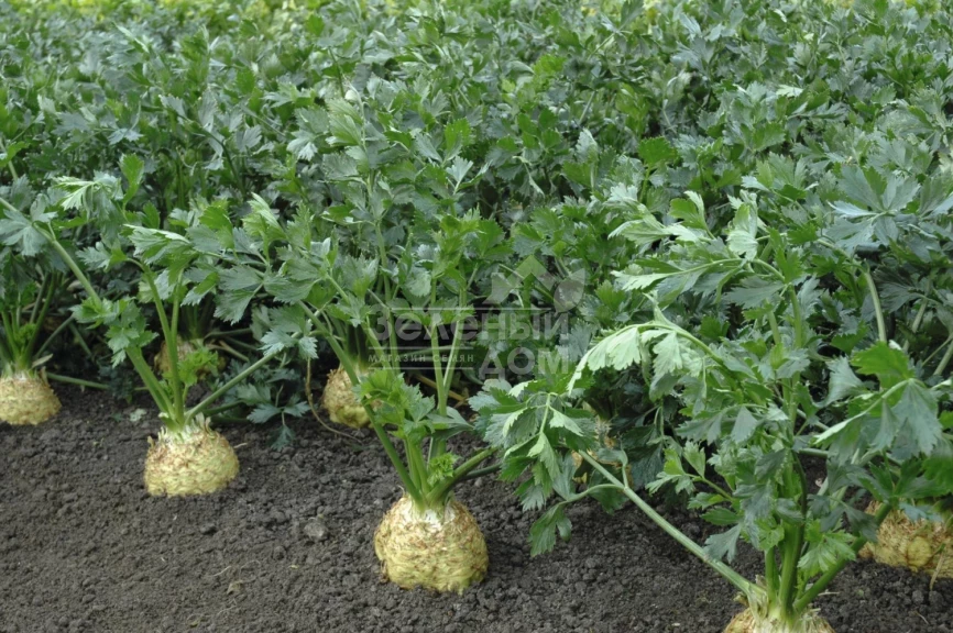 Диамант / Diamant,150 дней фото 3