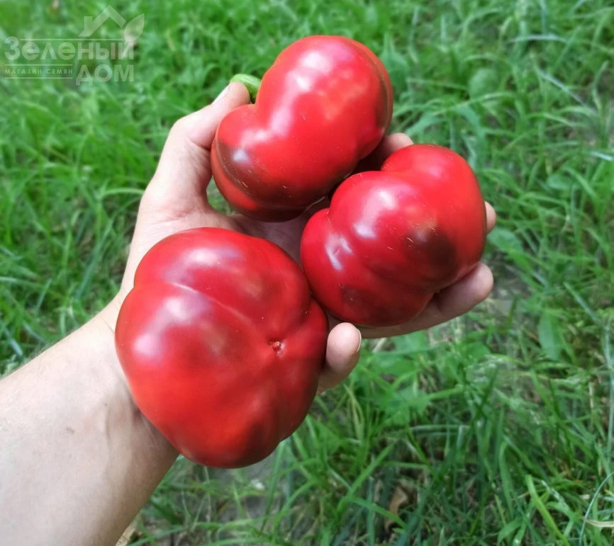 Вераче F1  (П 16262) / Verache F1 (Р 16262)  фото 2
