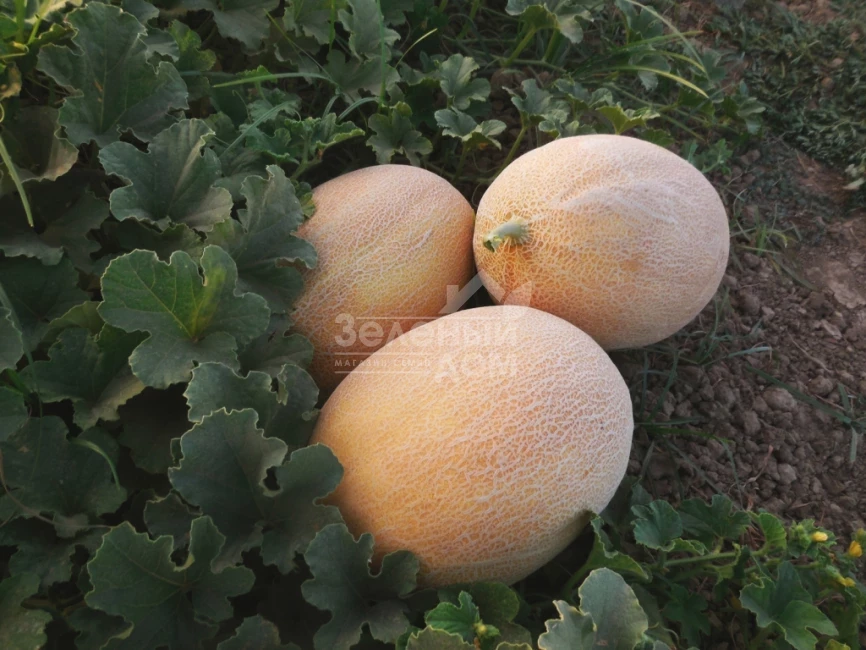 Лукстар F1 / Lookstar F1,65-70 дней фото 1