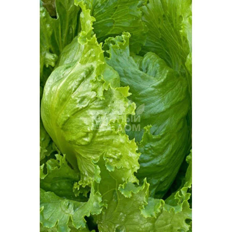 Форестер / Forrester,45-47 дней фото 1