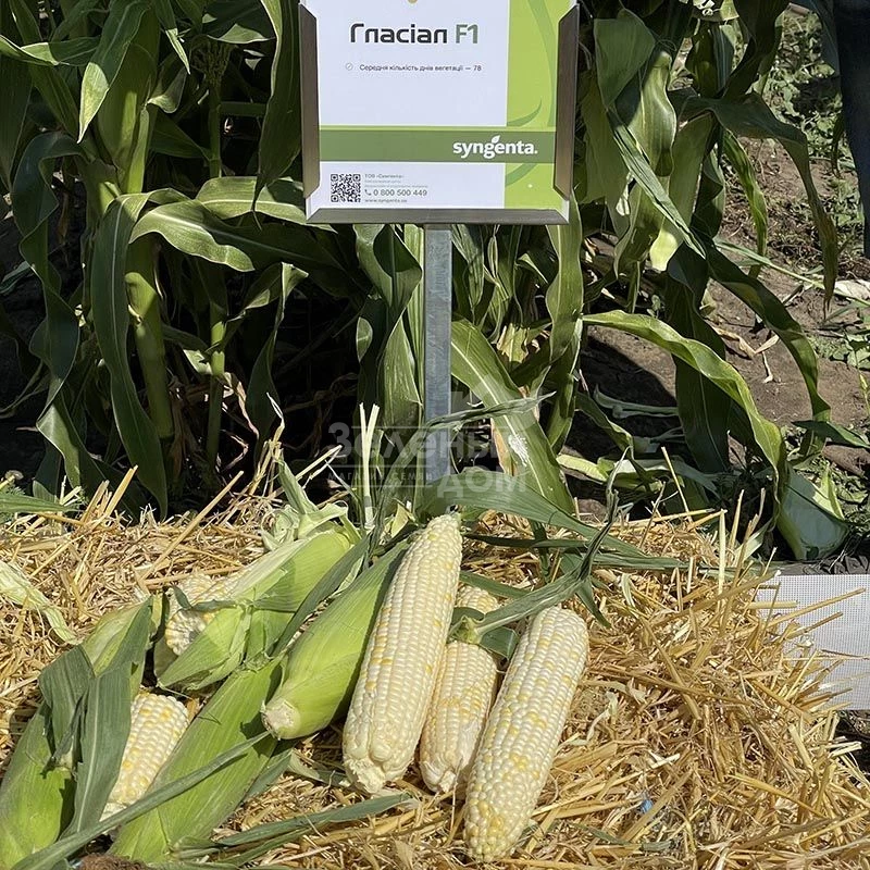 Гласиал F1 / Glasial F1,76-77 дней  фото 1