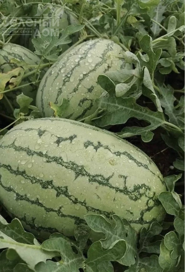 Еллов Лав F1 / Yellow Love F1 фото 2