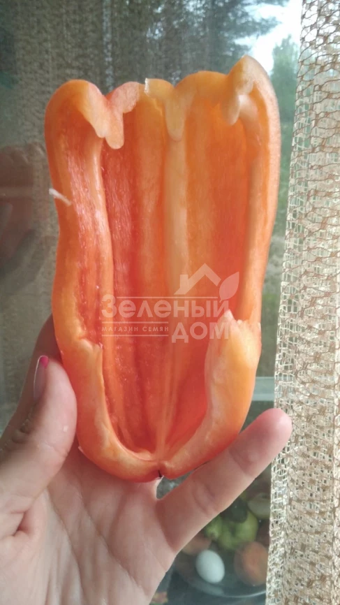 Хеликон F1 / Helikon F1,70-75 дней фото 2