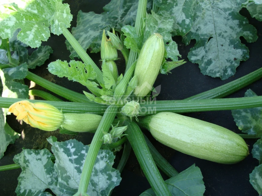 Ванда / Vanda,37-48 дней фото 1