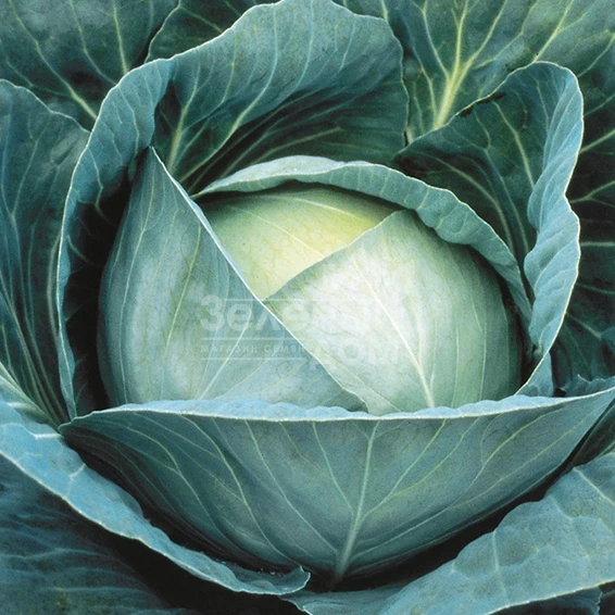 Сармелло F1 / Sarmello F1,90-95 дней фото 2