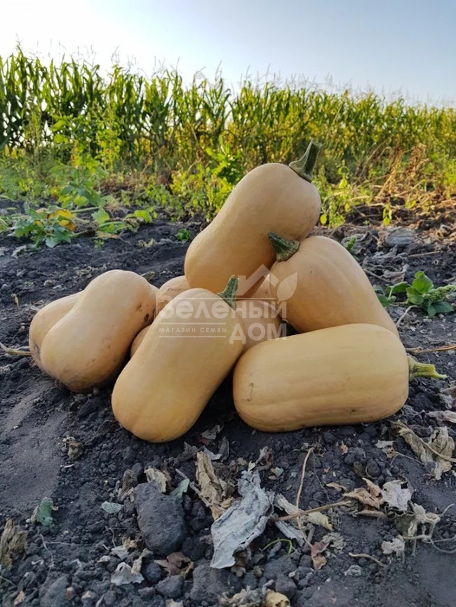 Тиана F1 / Tiana F1,90-95 дней фото 3