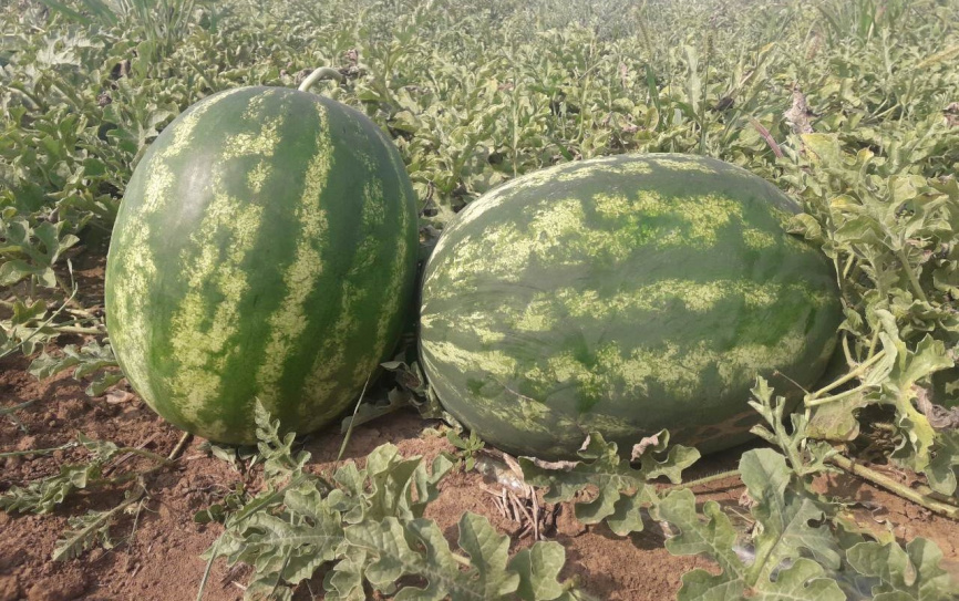 Міракл F1 / Miracle F1,58-60 днів фото 1