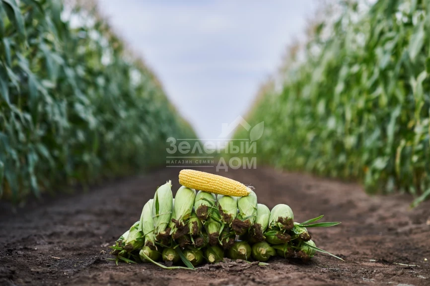 Свитстар F1 / Sweetstar F1,73 дня фото 1