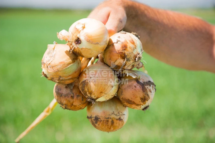 Вольф F1 / Wolf F1,260-280 дней фото 4