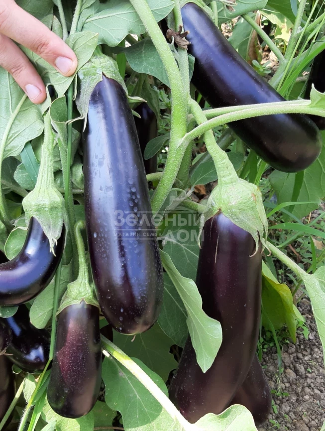 Караман F1 / Karaman F1, 65-70 дней фото 2