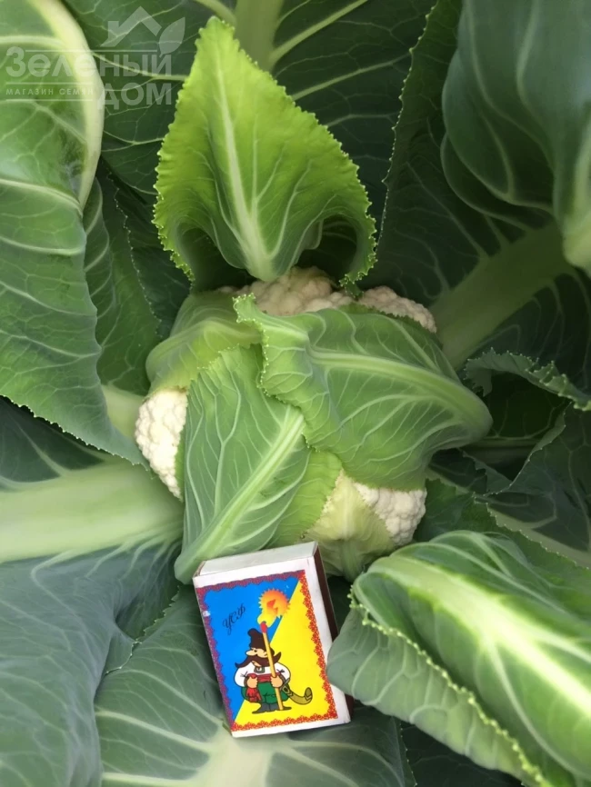 Софи (INX 1074) F1 / Sofi (INX 1074) F1, 75-80 дней фото 2