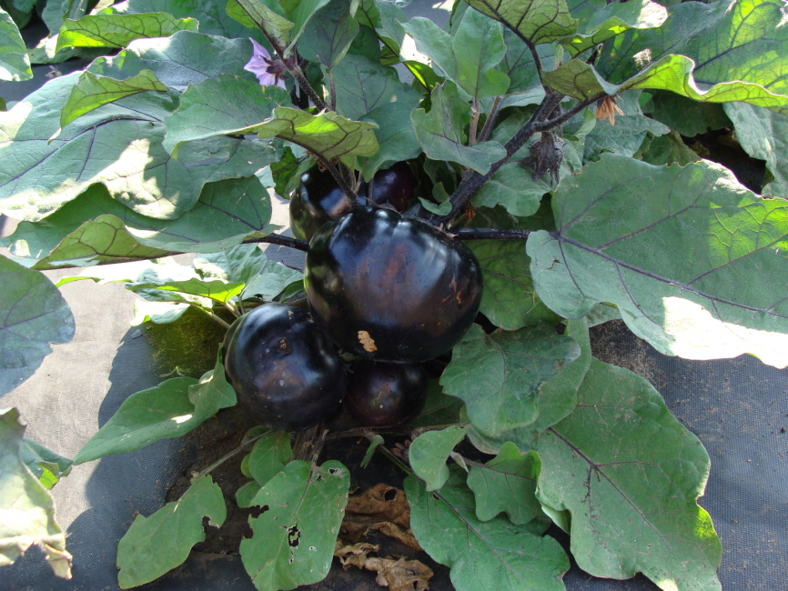 Лаура / Laura,100-110 днів фото 1