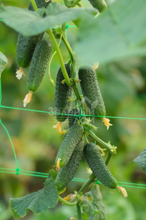 Мимино F1 / Mimino F1,40-45 дней фото 2