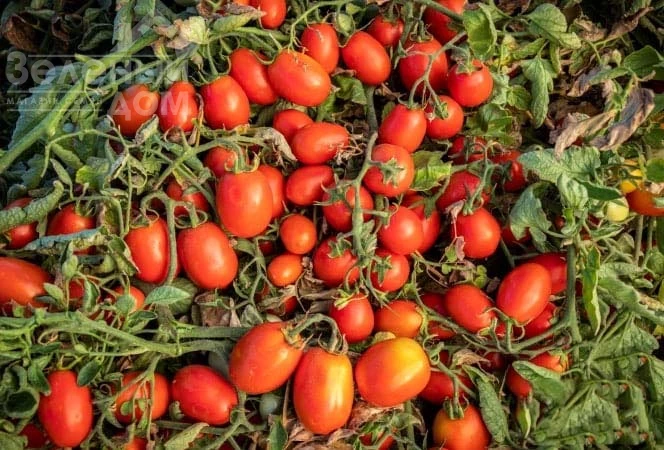 1301 F1 / 1301 F1 фото 2