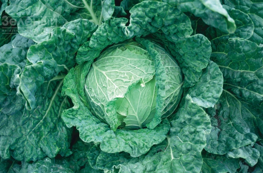 Савой Кинг F1 / Savoy King F1, 85-90 дней фото 1