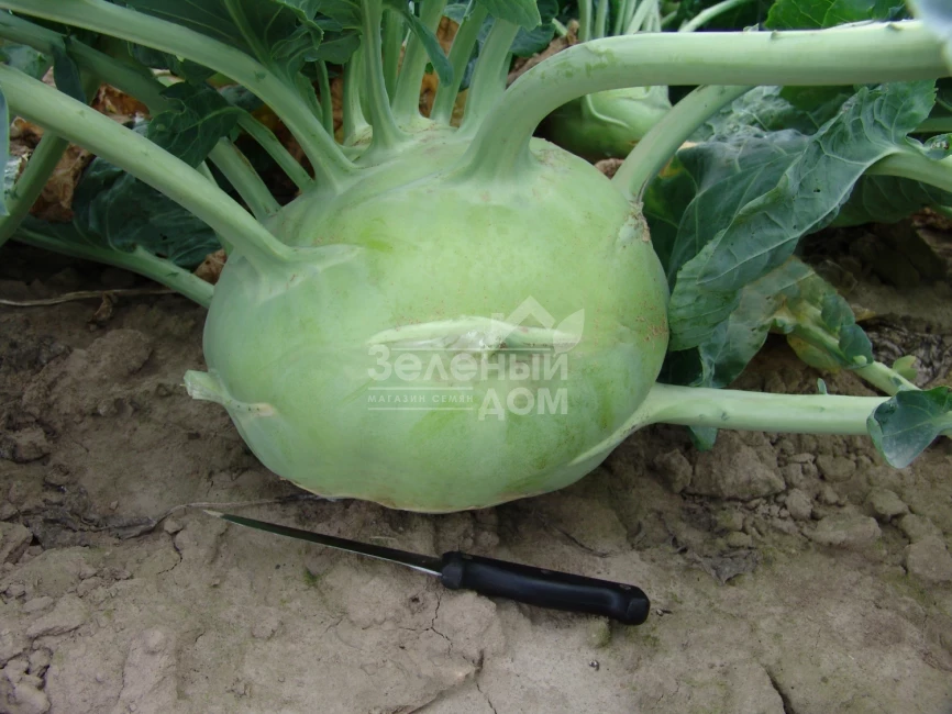 Гигант / Gigant,130-150 дней фото 2