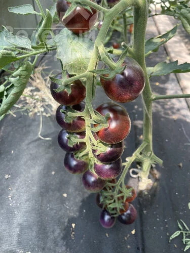 Литл Рок F1 / Little Rock F1, 95 дней фото 1