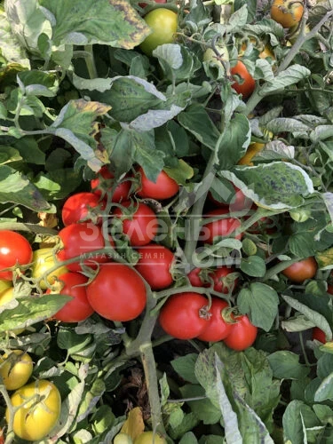 9969 F1 / 9969 F1, 105 дней фото 5