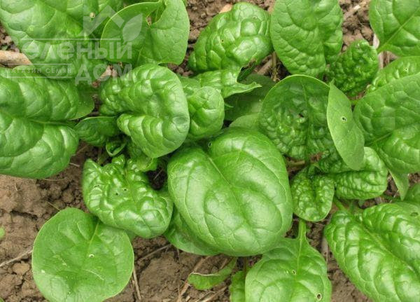 Матадор / Matador,45 днів фото 1