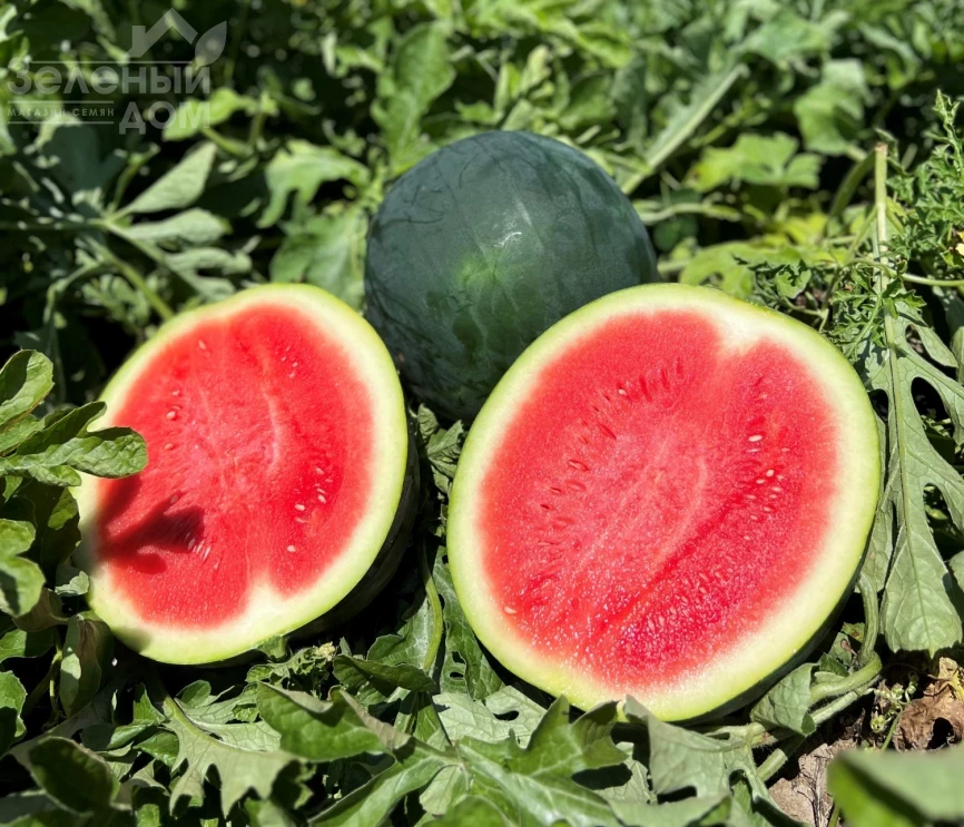 Багама F1 / Bahama F1,62-64 дня фото 1