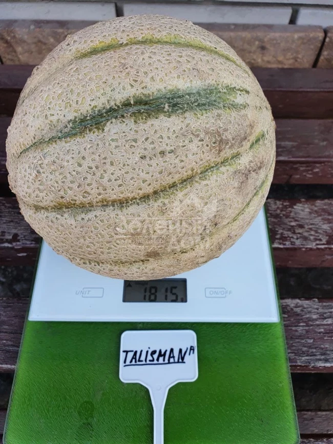 Талисман F1 / Talisman F1 фото 3