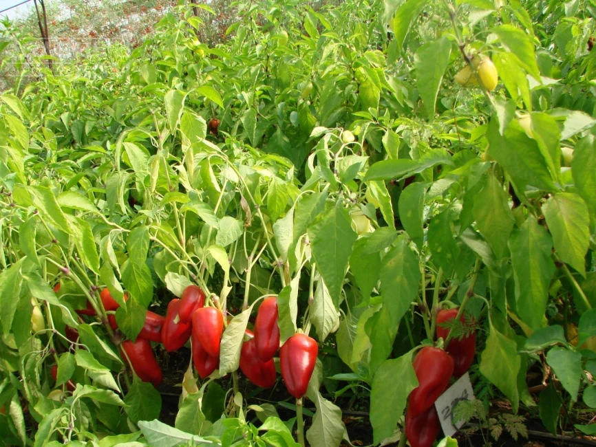 Кирилл F1/ Kirill F1 фото 2