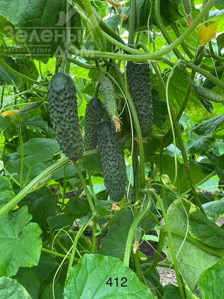 Эльвинара F1 / Elvinara F1 фото 2