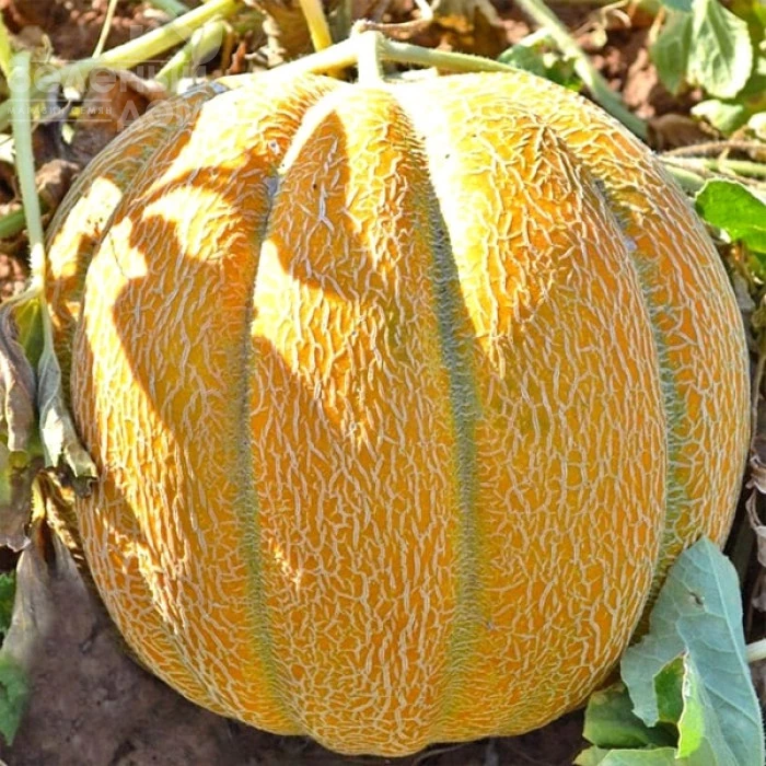 Бест Джамбо / Best Dzhambo фото 1