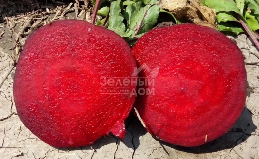 Детройт / Detroit, 75-90 дней фото 1