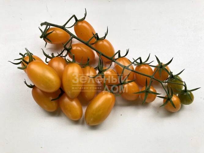 Миникин F1 / Minikin F1, 100 дней фото 1