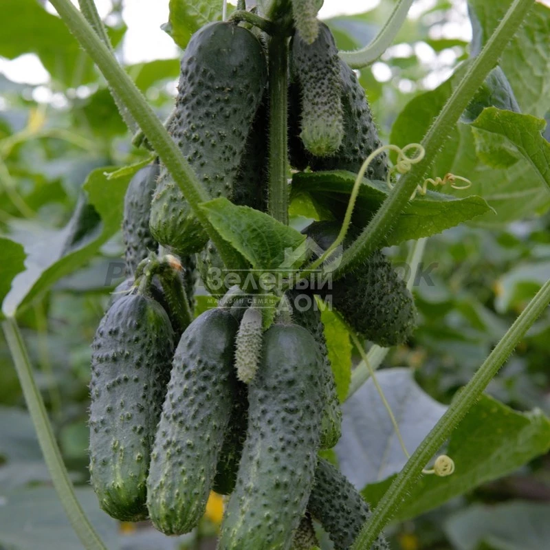 Фантази F1 / Fantazi F1 фото 1